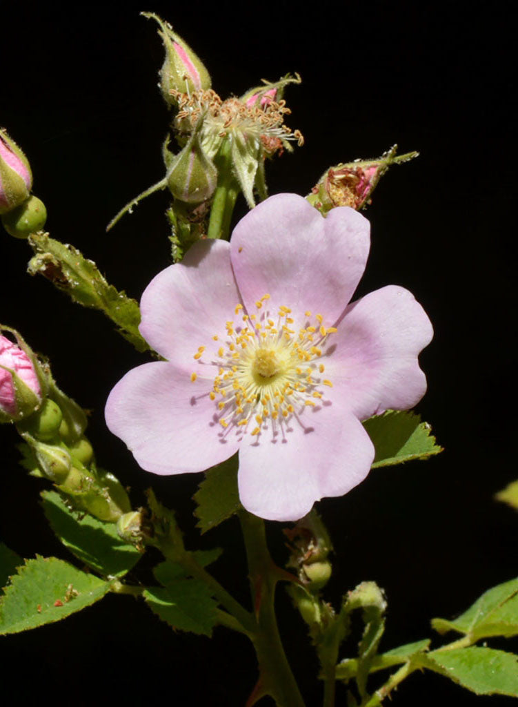 Calafornia Roses Rosa californica - California Wild Rose (Plant) – Theodore Payne Foundation