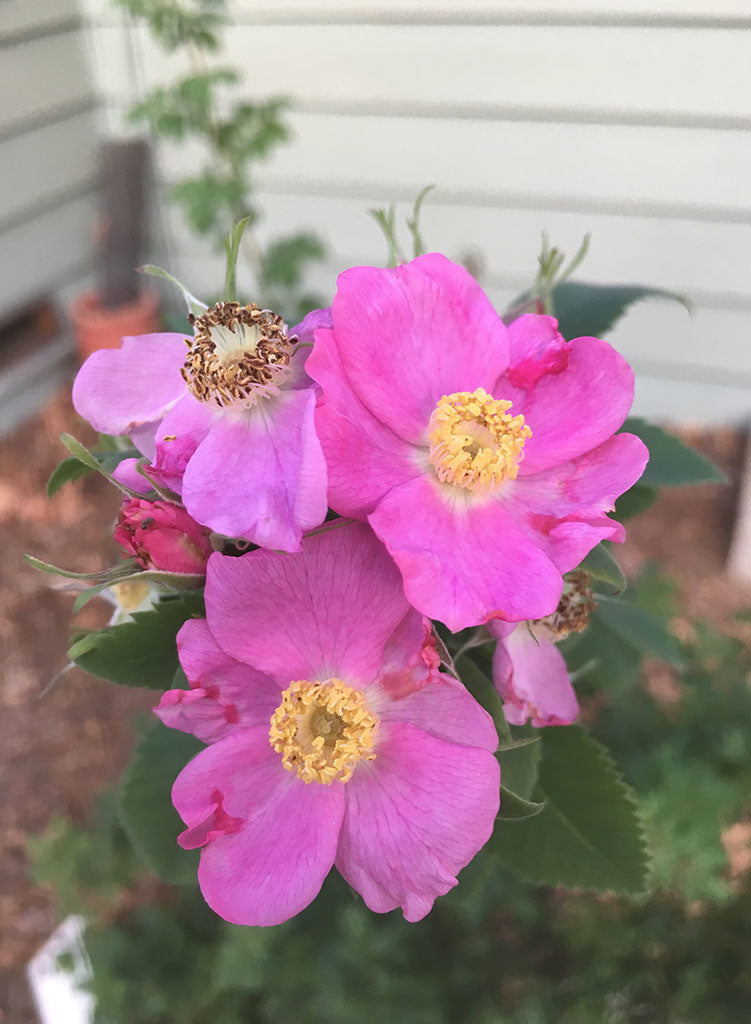 Rosa californica 'First Dawn' - First Dawn California Wild Rose (Plant)