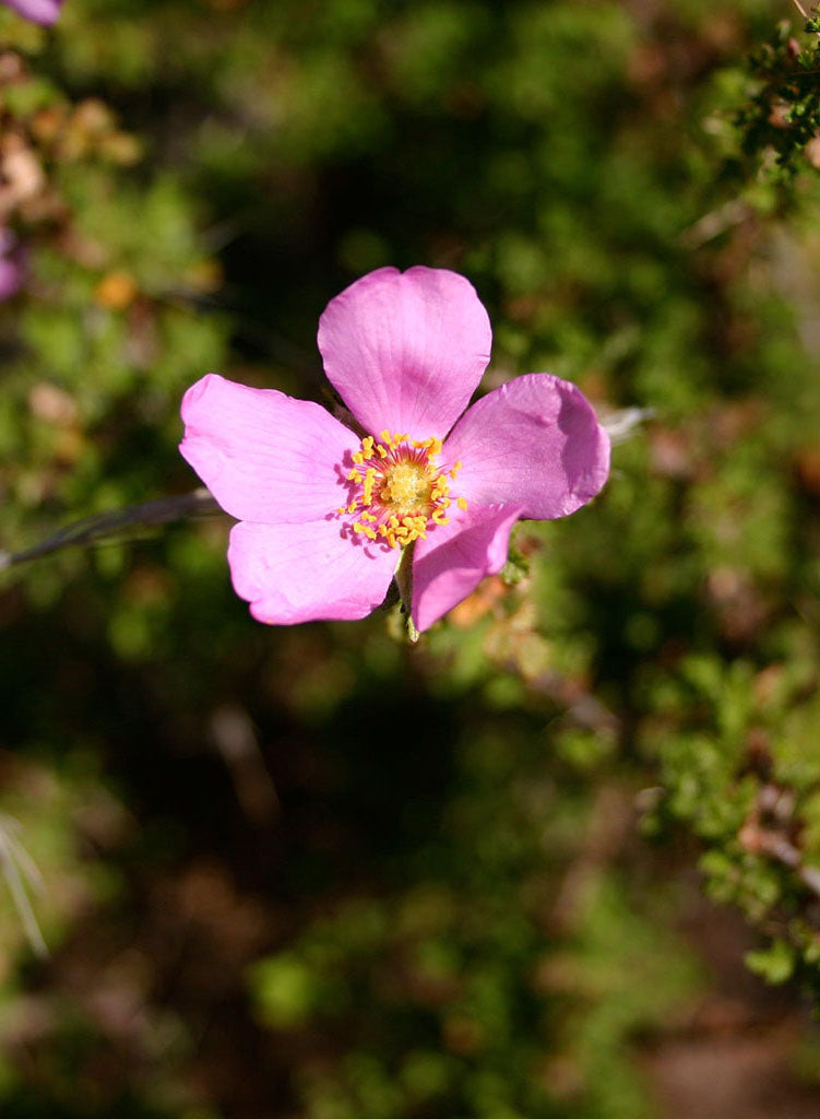 Rosa minutifolia - Baja Wild Rose (Plant)