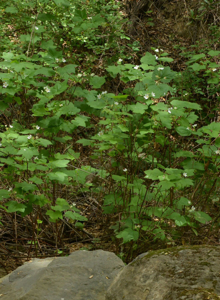 Rubus parviflorus - Thimbleberry (Plant)