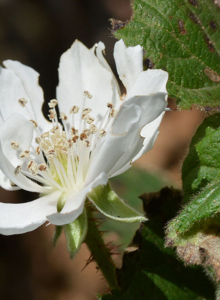 Rubus ursinus - California Blackberry (Plant)