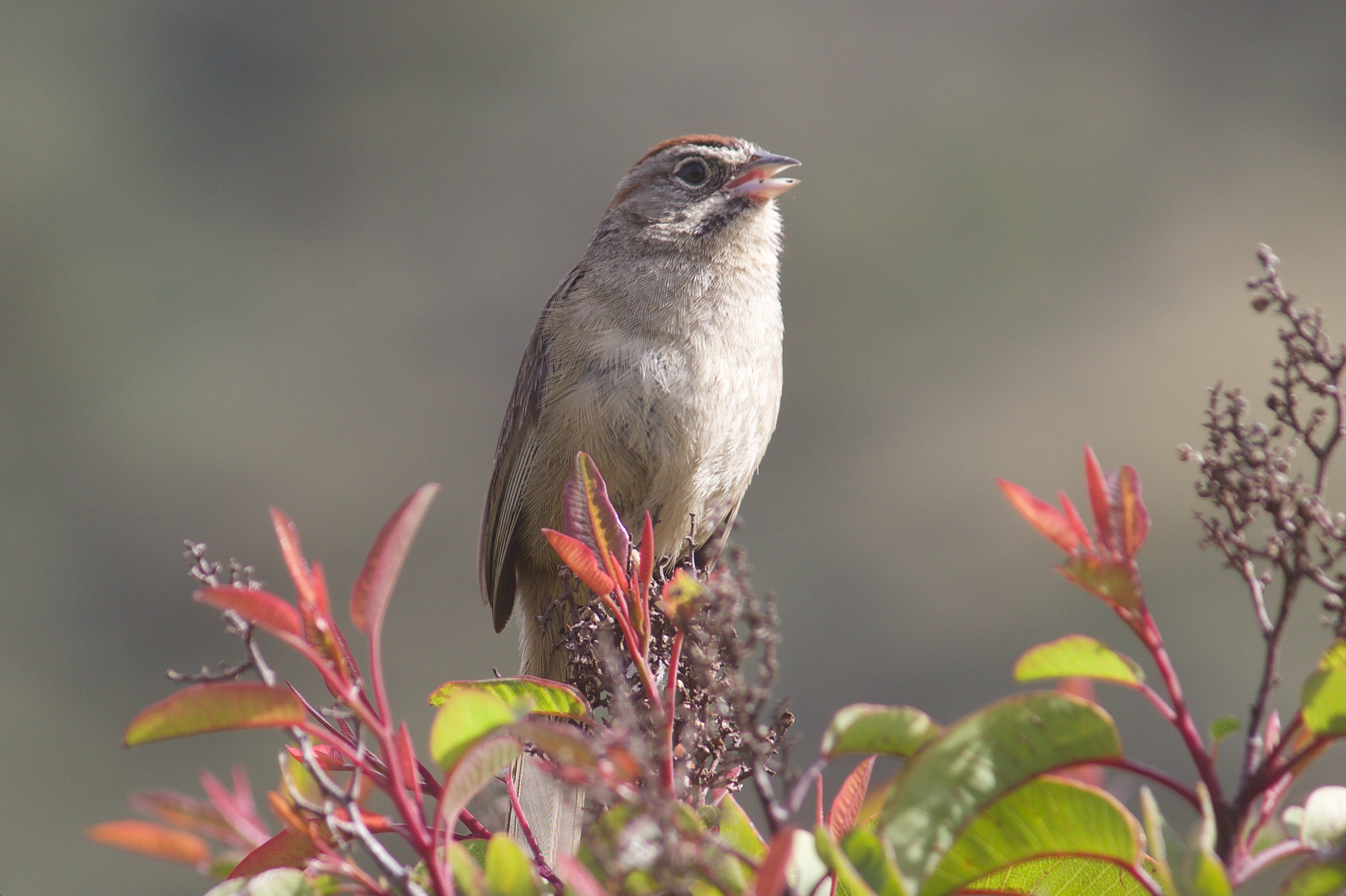 Rufous Crowned Sparrow by Diego Blanco