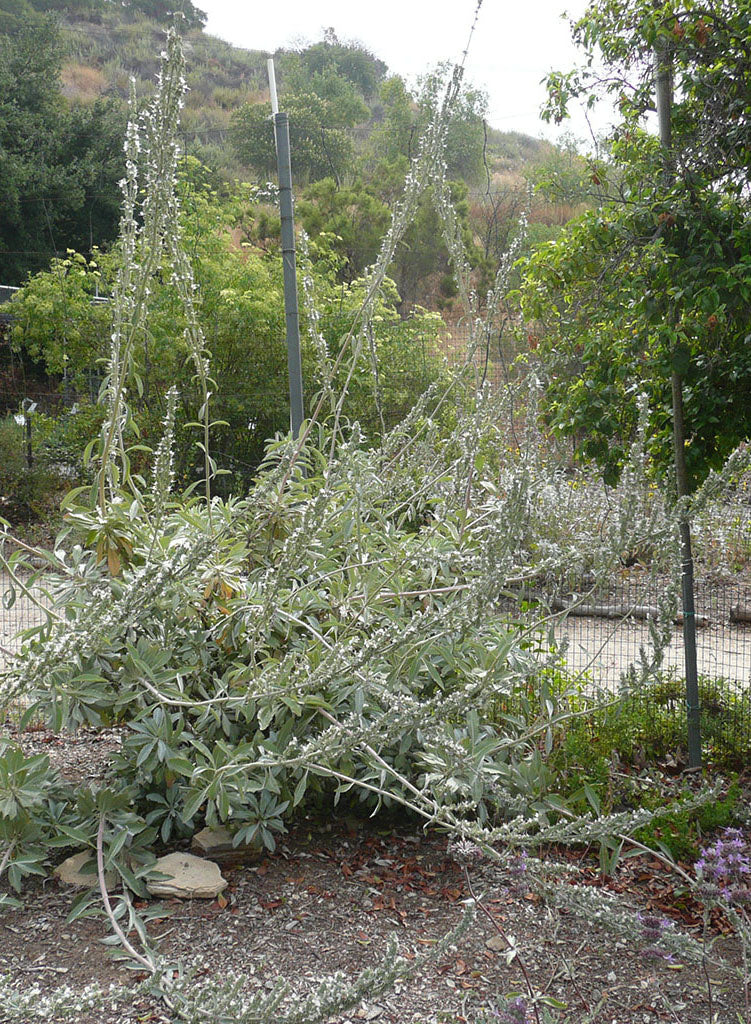Salvia apiana - White Sage (Plant)