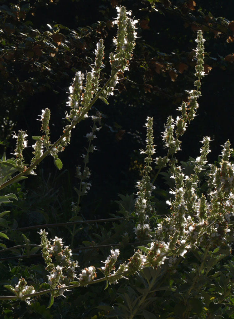 Salvia apiana - White Sage (Plant)
