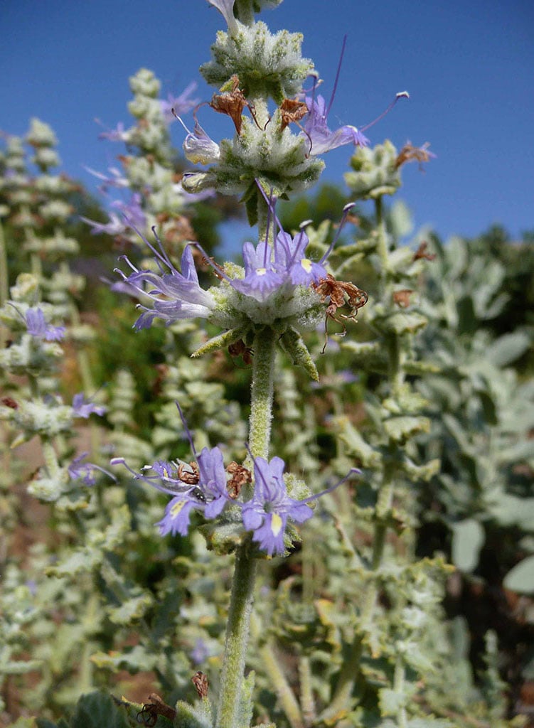 Salvia californica - California Sage (Plant)