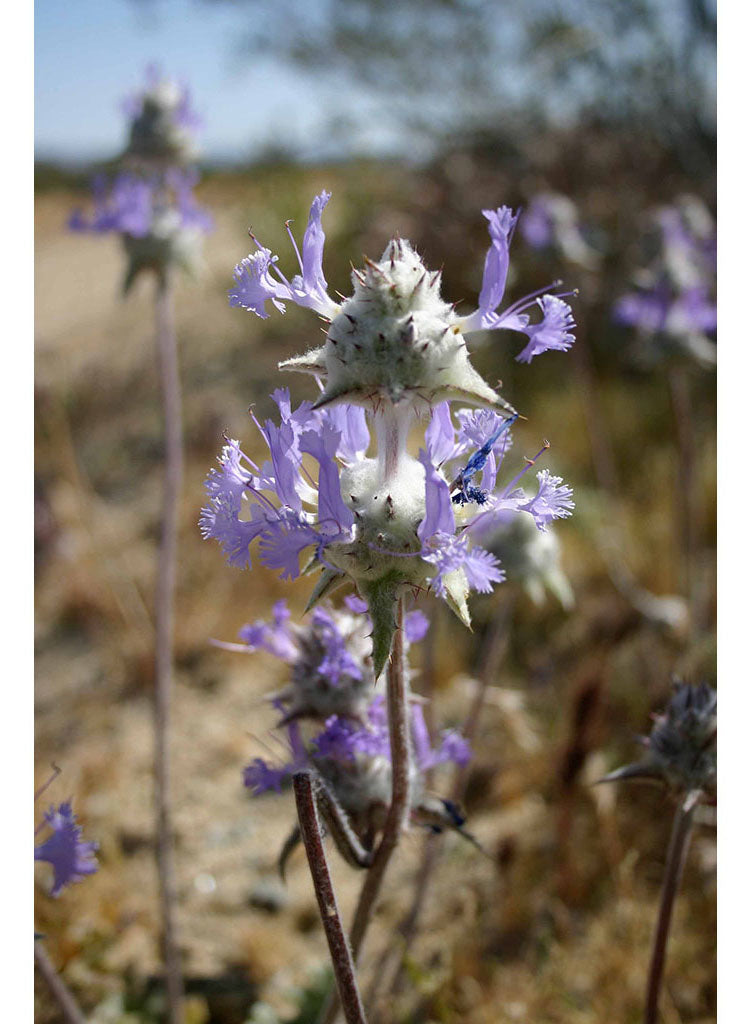 Salvia carduacea Thistle Sage (Plant) Theodore Payne Foundation