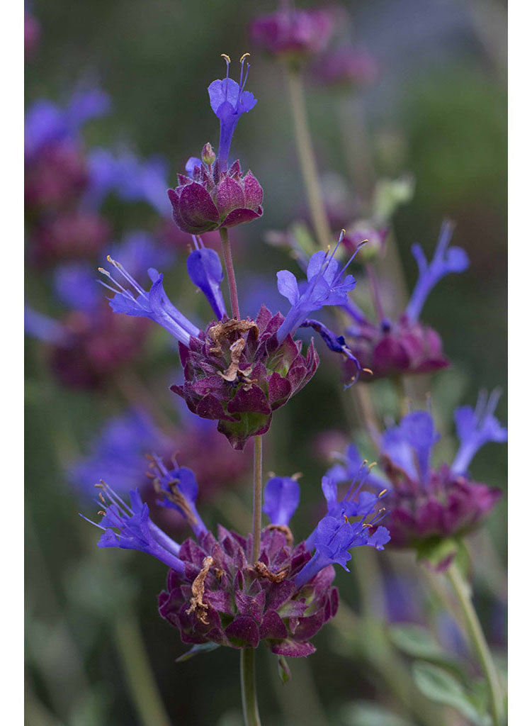 Salvia 'Celestial Blue' - Celestial Blue Sage (Plant)