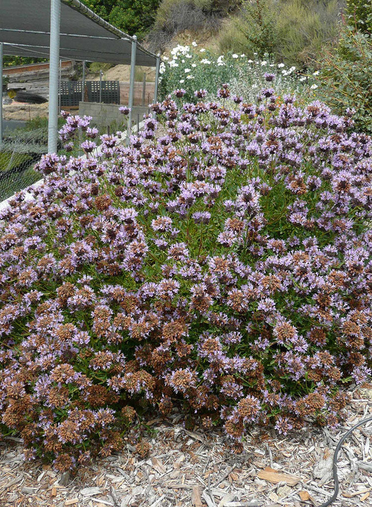 Salvia clevelandii 'Arroyo Azul' - Arroyo Azul Cleveland Sage (Plant)