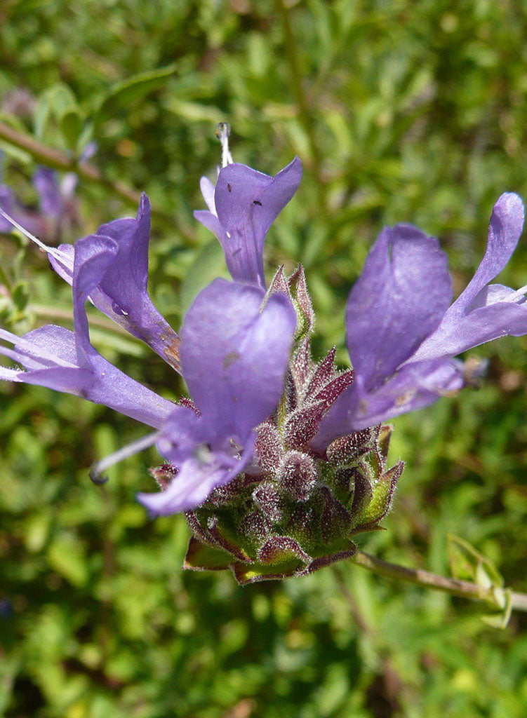 Salvia clevelandii 'Whirly Blue' - Whirly Blue Cleveland Sage (Plant)