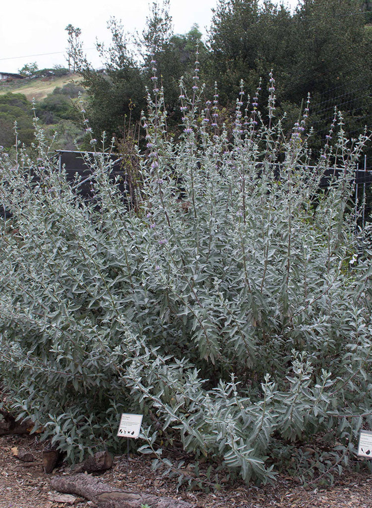 Salvia 'Desperado' - Desperado Sage (Plant)