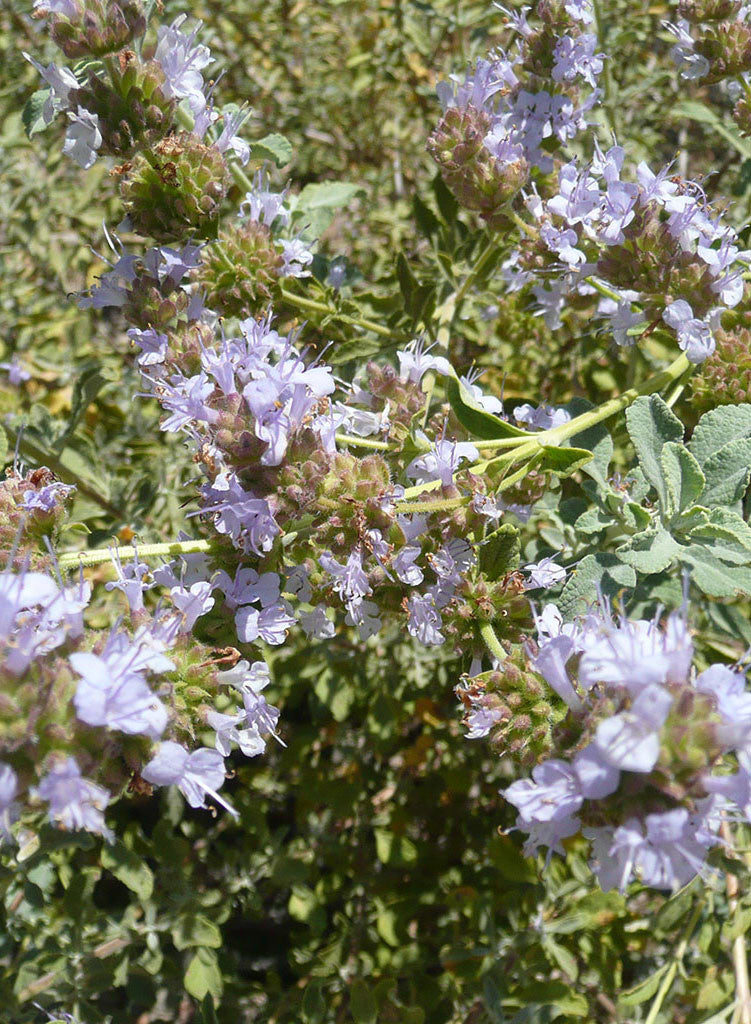 Salvia dorrii hybrid - Great Basin Sage hybrid (Plant) – Theodore Payne ...