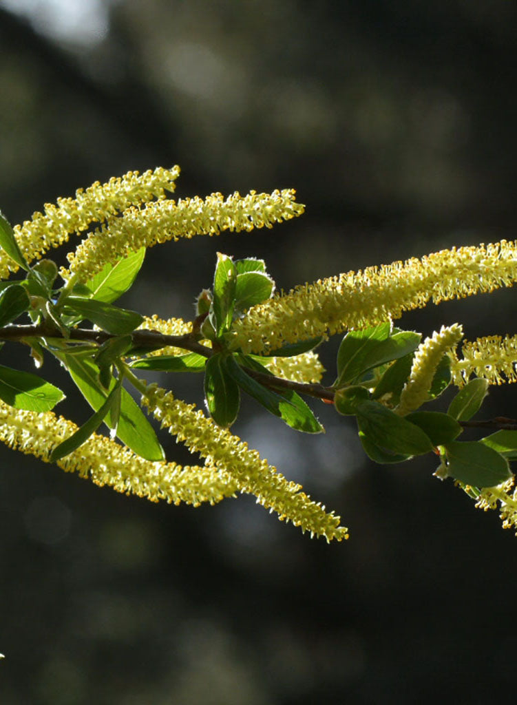 Salix laevigata - Red Willow (Plant)