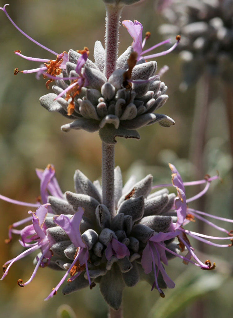 Salvia leucophylla - Purple Sage (Plant)
