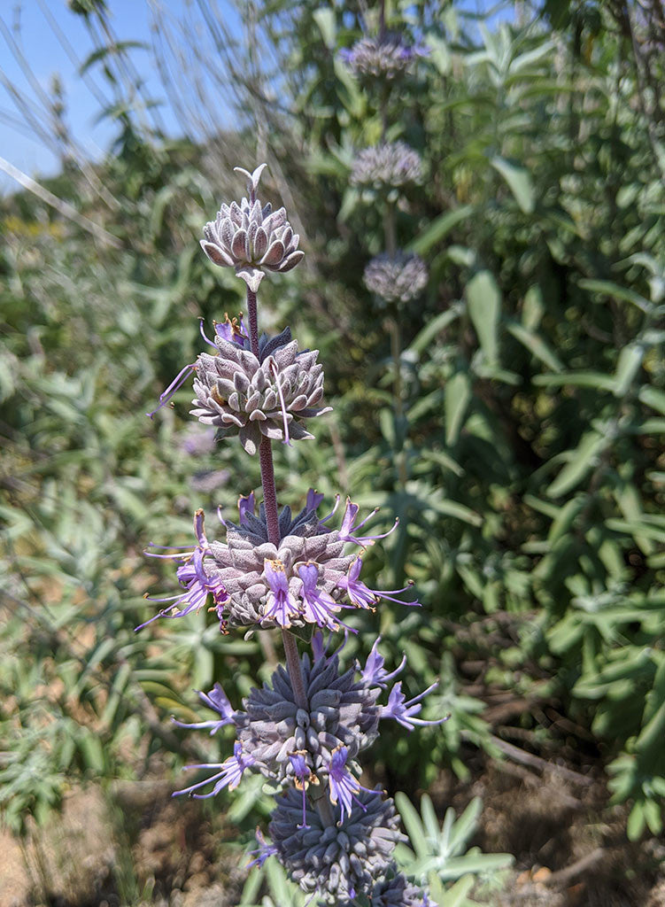 Salvia leucophylla x - Purple Sage Hybrid (Plant)