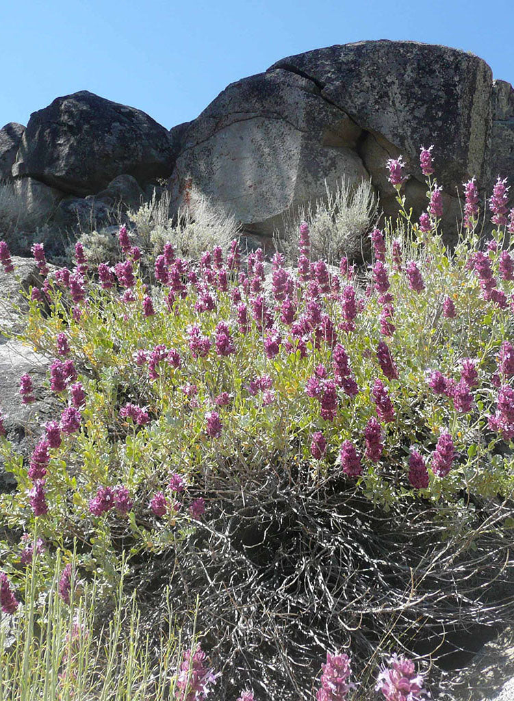 Salvia pachyphylla - Rose Sage (Plant)