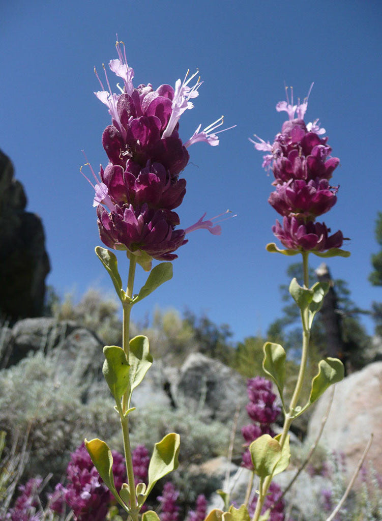 Salvia pachyphylla - Rose Sage (Plant)