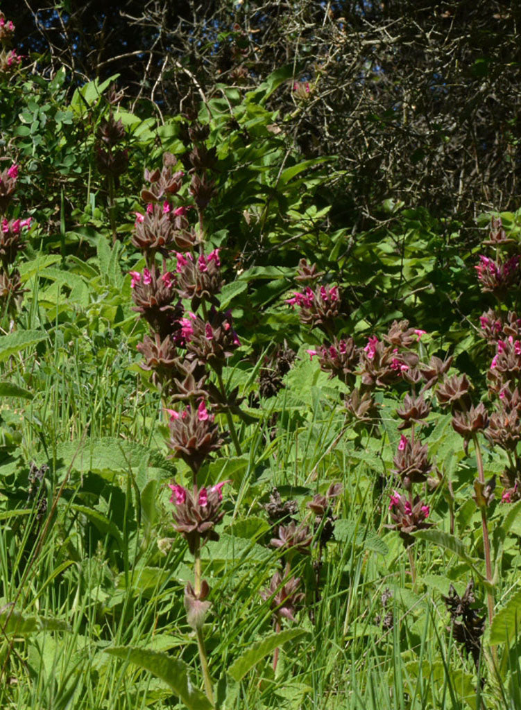 Salvia spathacea - Hummingbird Sage (Plant)