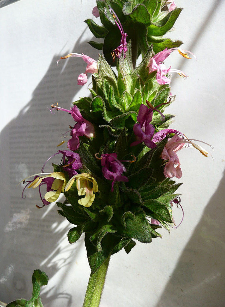 Salvia spathacea 'Confetti' - Confetti Hummingbird Sage (Plant)