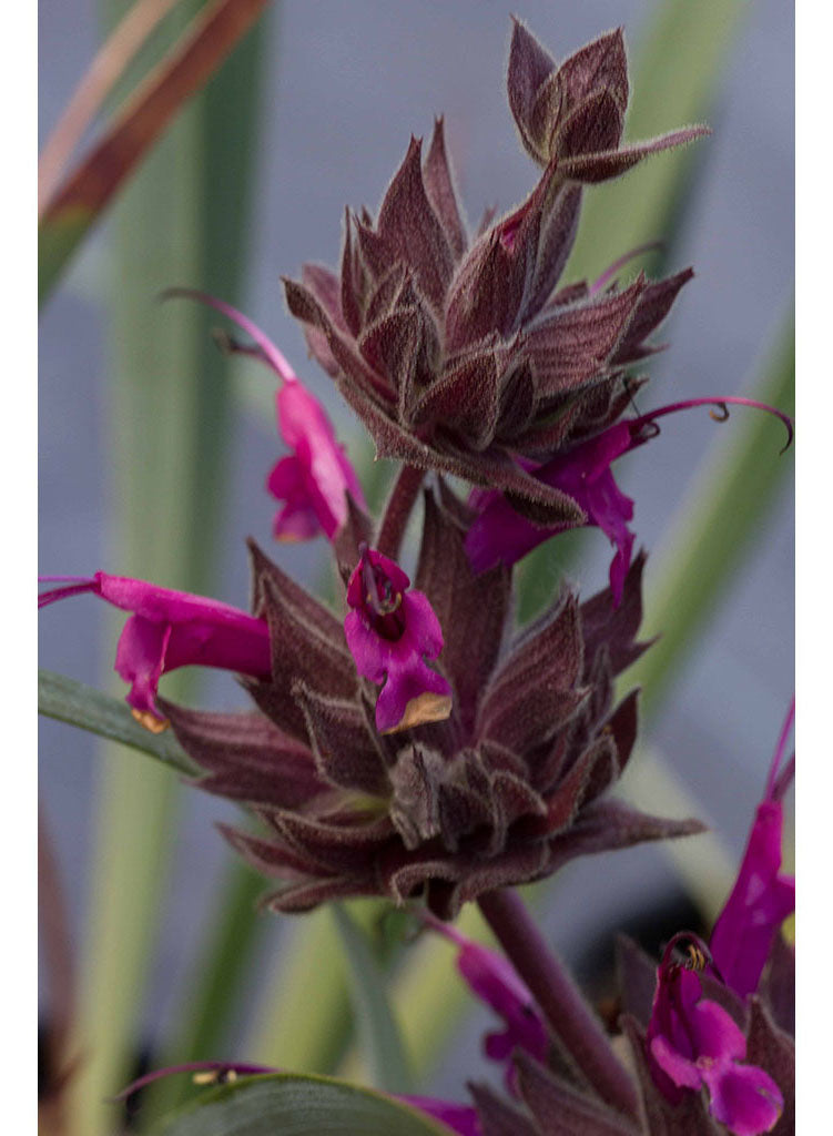 Salvia spathacea 'Las Pilitas' - Las Pilitas Hummingbird Sage (Plant)