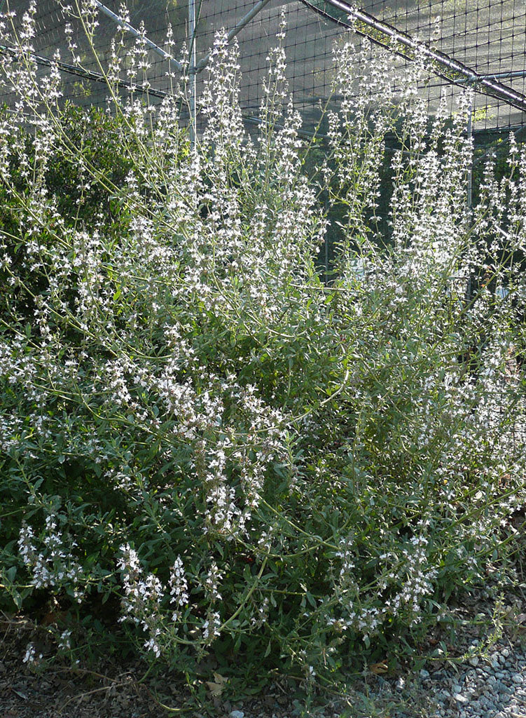 Salvia 'Starlight' - Starlight Sage (Plant)