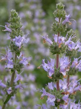 Salvia Clevelandii Cleveland Sage Seed Theodore Payne Foundation salvia-clevelandii-cleveland-sage-seed-theodore-payne-foundation
