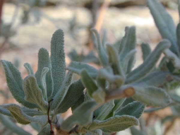 Salvia Clevelandii Cleveland Sage Seed Theodore Payne Foundation salvia-clevelandii-cleveland-sage-seed-theodore-payne-foundation