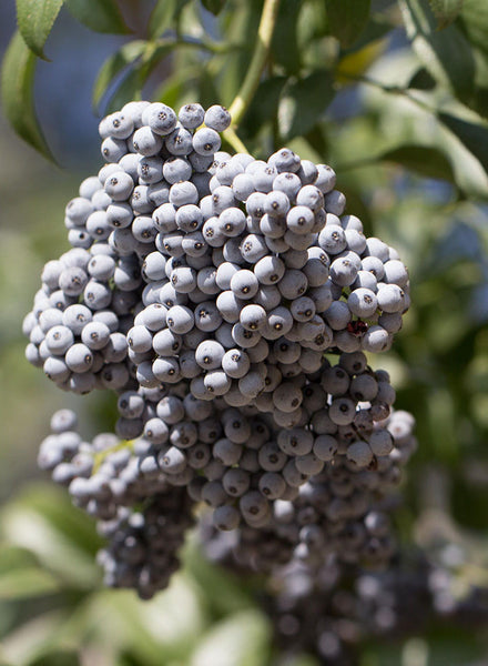 Sambucus nigra ssp. caerulea