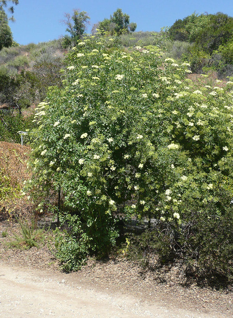 Sambucus nigra ssp. caerulea - Blue Elderberry, Mexican Elderberry (Plant)