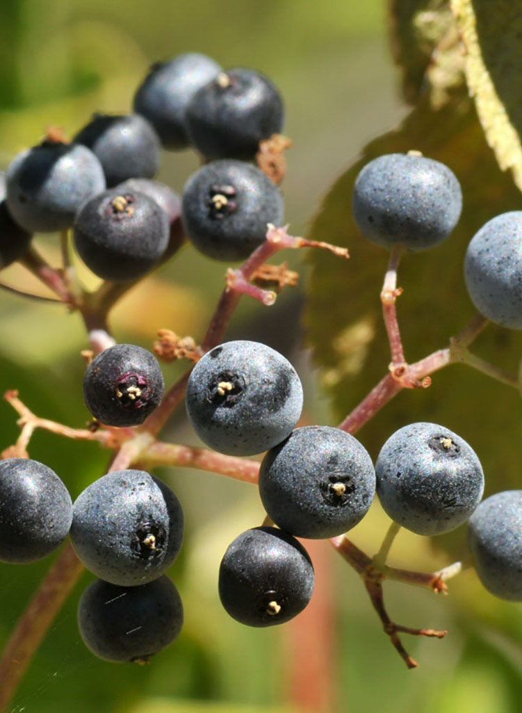 Sambucus nigra ssp. caerulea - Blue Elderberry, Mexican Elderberry (Plant)