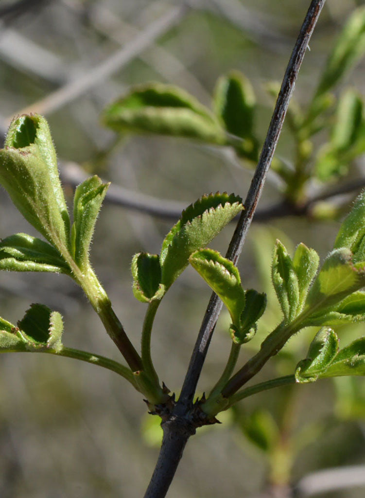 Sambucus nigra ssp. caerulea - Blue Elderberry, Mexican Elderberry (Seed)