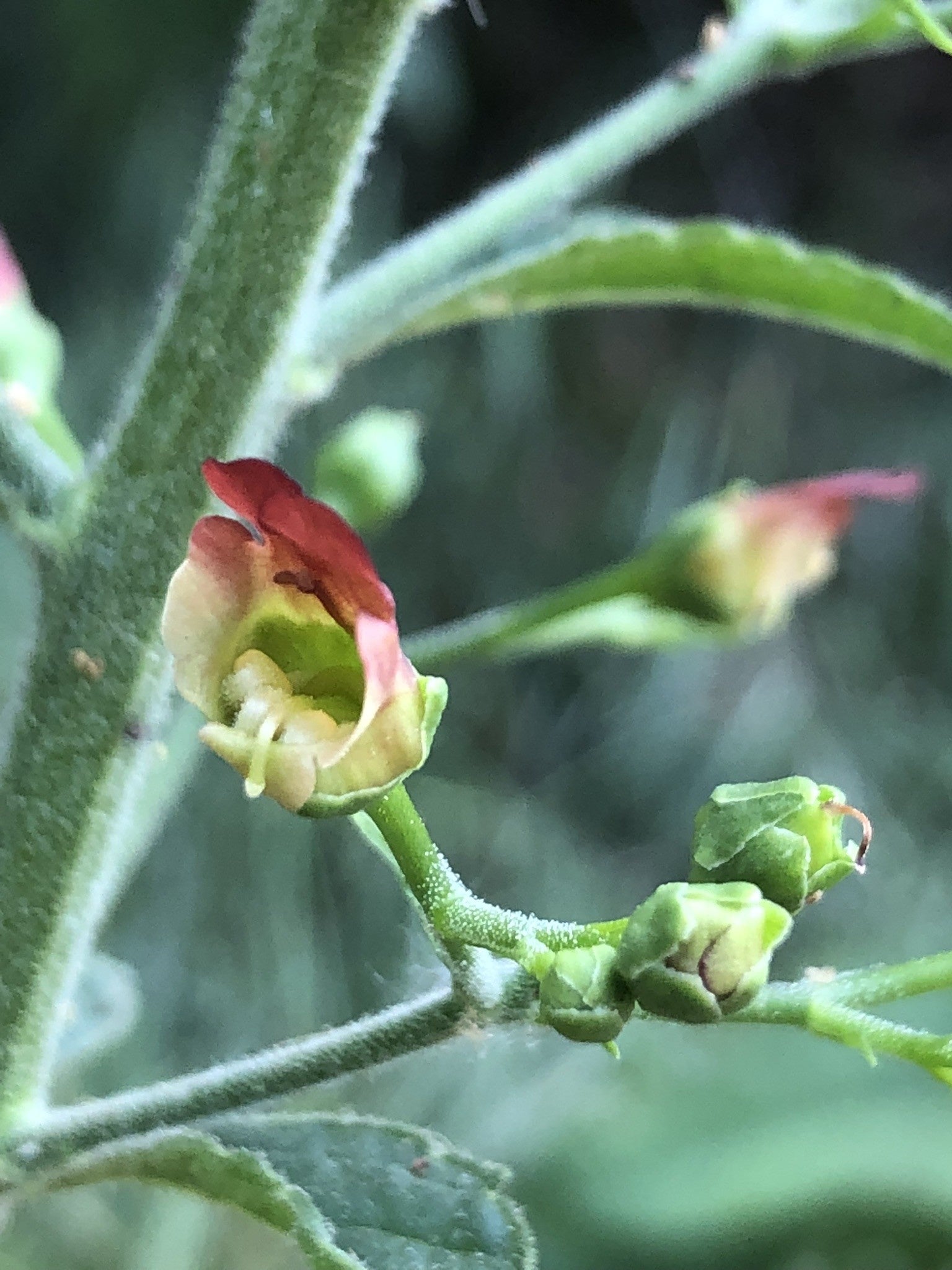 Scrophularia californica - Bee Plant, California Figwort (Plant)