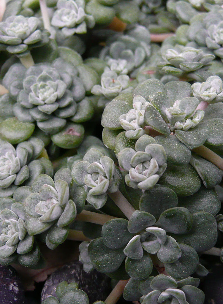Sedum spathulifolium 'Cape Blanco' - Cape Blanco Common Stonecrop (Plant)