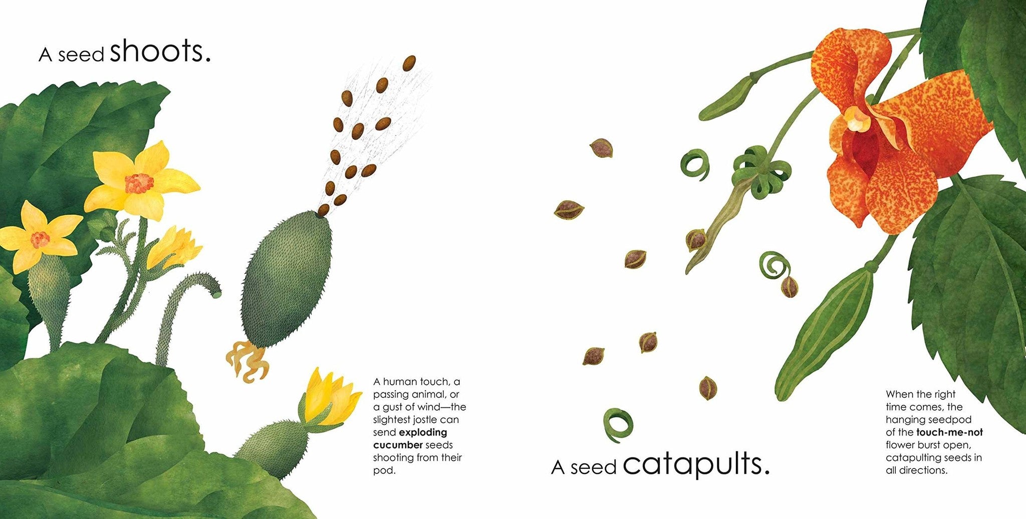 plants that shoot their seeds Seeds Move!