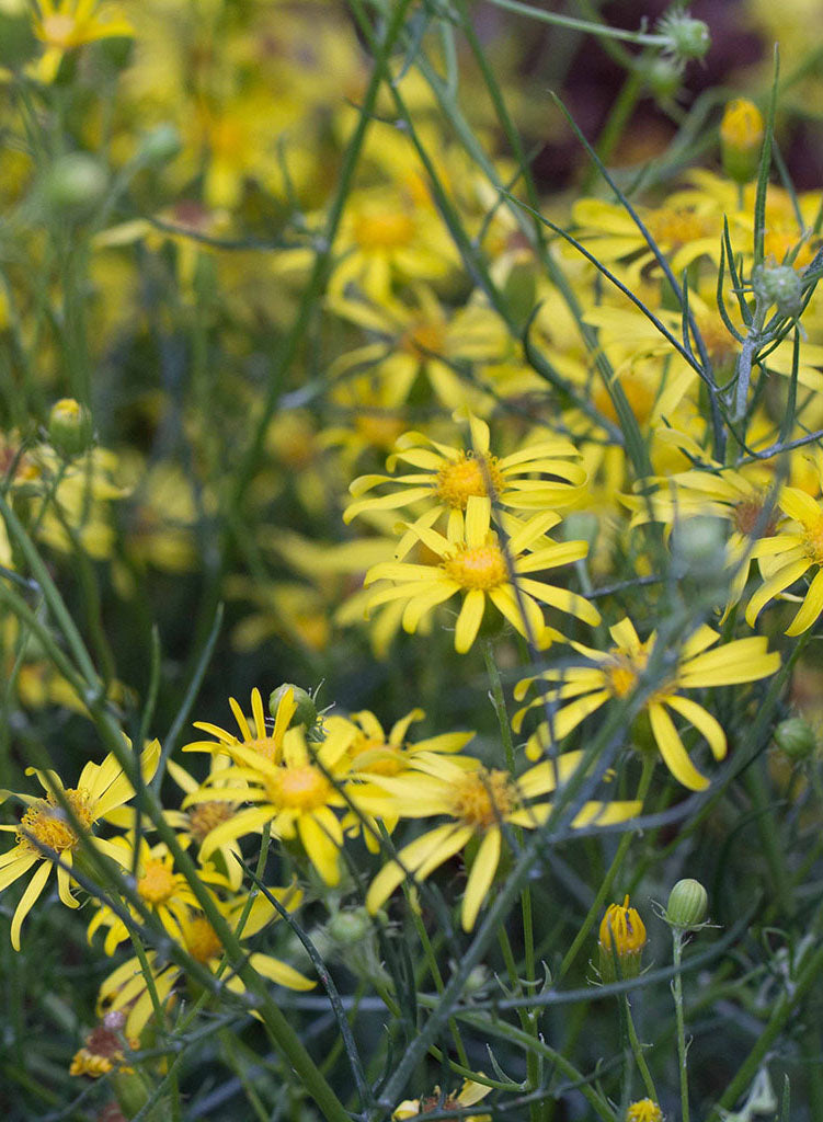 Senecio flaccidus var. douglasii - Douglas' Groundsel, Shrubby Butterweed (Plant)