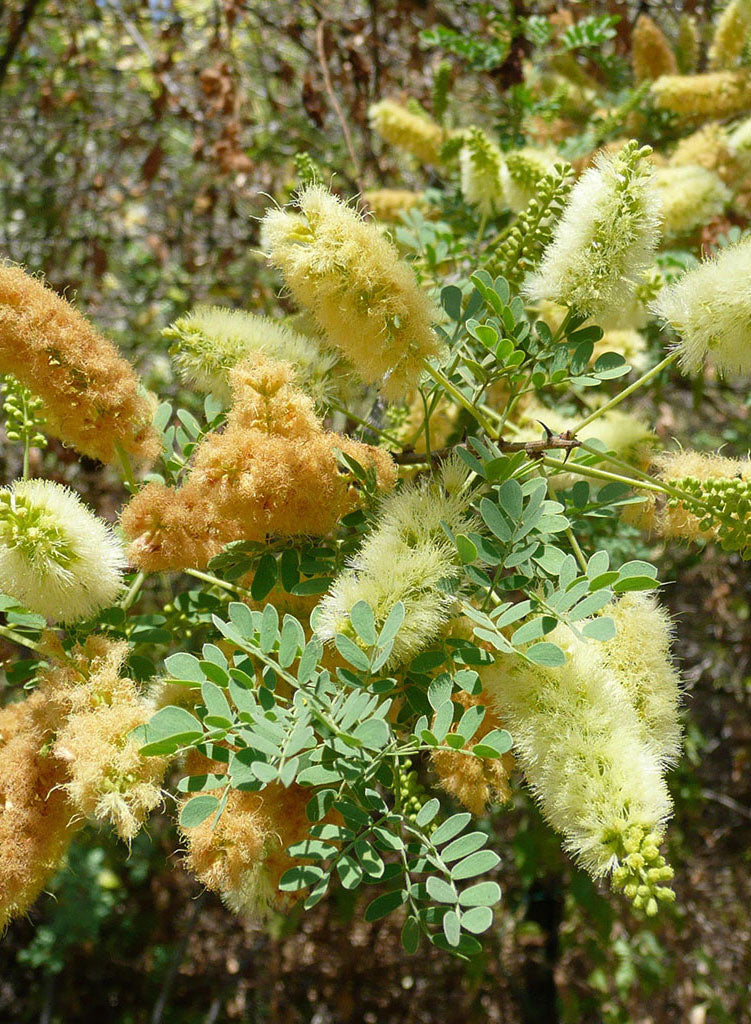 Senegalia greggii - Catclaw, Devil's Claw (Plant)