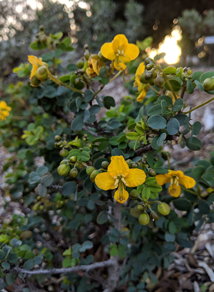 Senna purpusii - Baja California Senna (Seed)