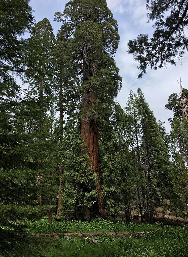 Sequoiadendron giganteum - Giant Sequoia, Big Tree (Plant)