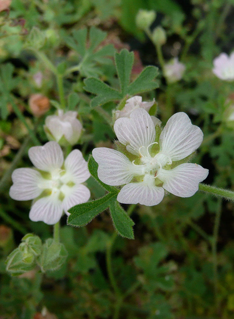 Sidalcea hickmanii ssp. anomala - Cuesta Pass Checkerbloom (Plant)