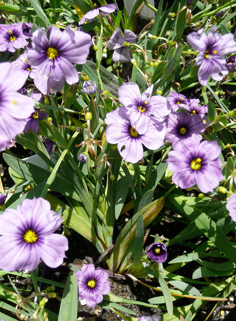 Sisyrinchium bellum 'Sea Cliff' - Sea Cliff Blue Eyed Grass (Plant)