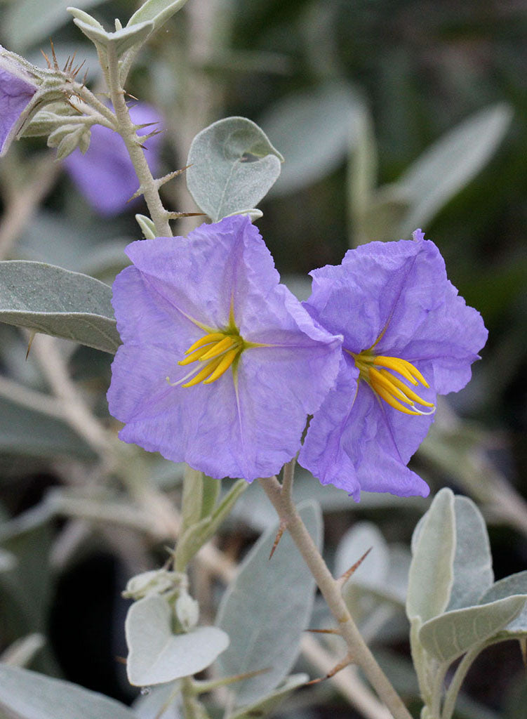 Solanum hindsianum - Mariola, Baja Nightshade (Plant)