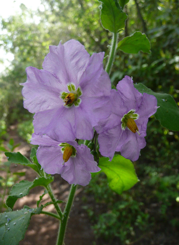 Solanum xanti - Blue Witch, Purple Nightshade (Plant)