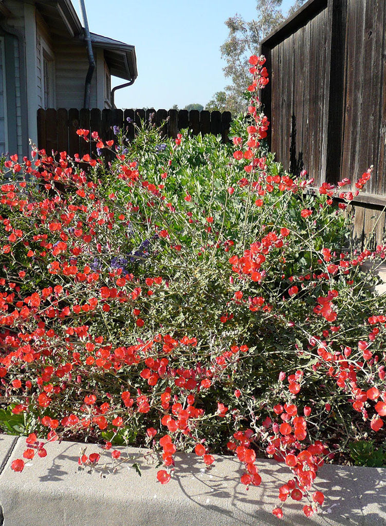 Sphaeralcea ambigua 'Louis Hamilton' - Louis Hamilton Apricot Mallow (Plant)