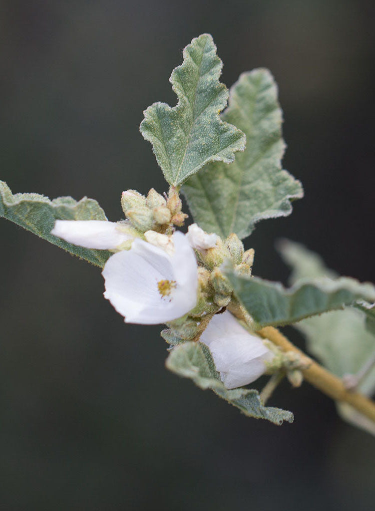 Sphaeralcea fulva 'La Luna' - La Luna Desert Mallow (Plant)