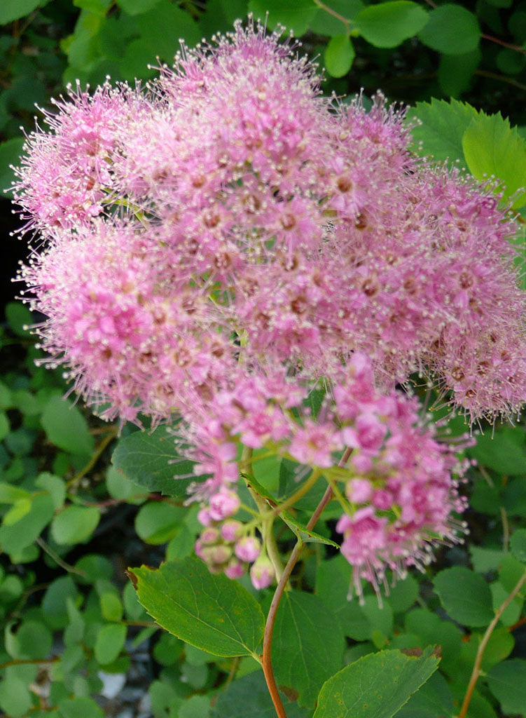 Spiraea splendens - Mountain or Rosy Spiraea, Rose Meadowsweet (Plant)