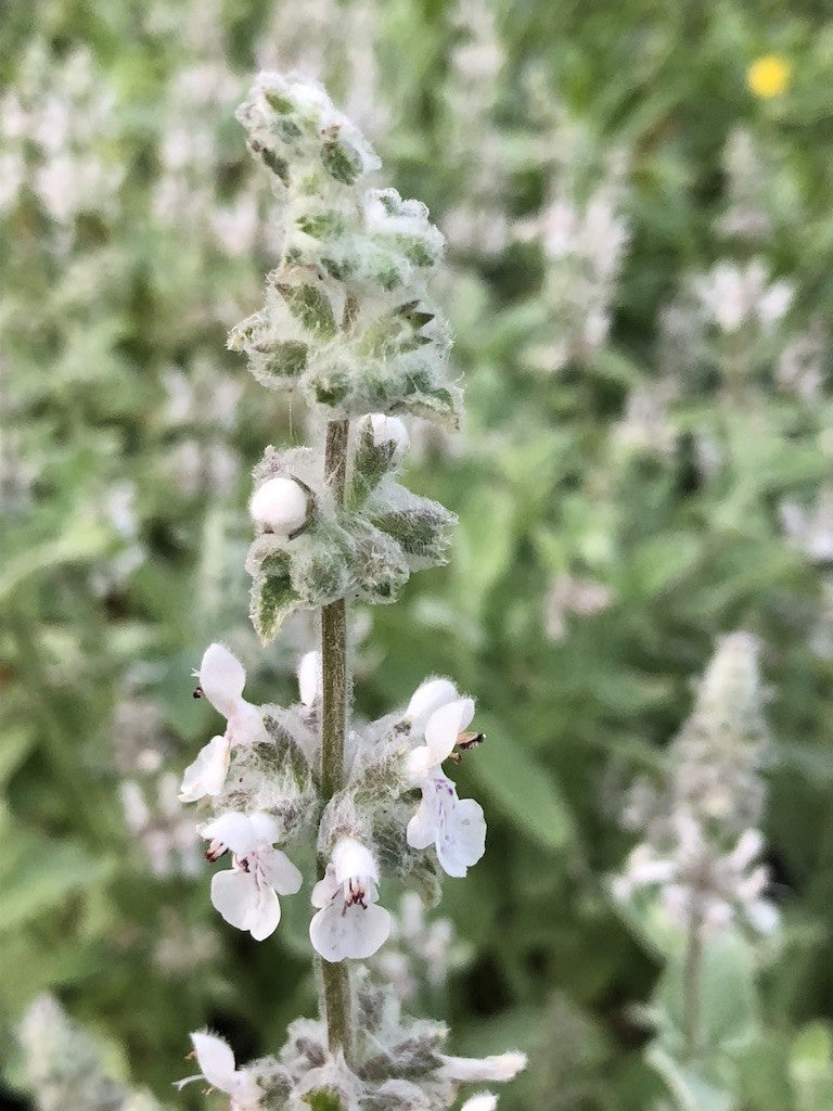 Stachys albens - Woolly White Hedge Nettle (Plant)