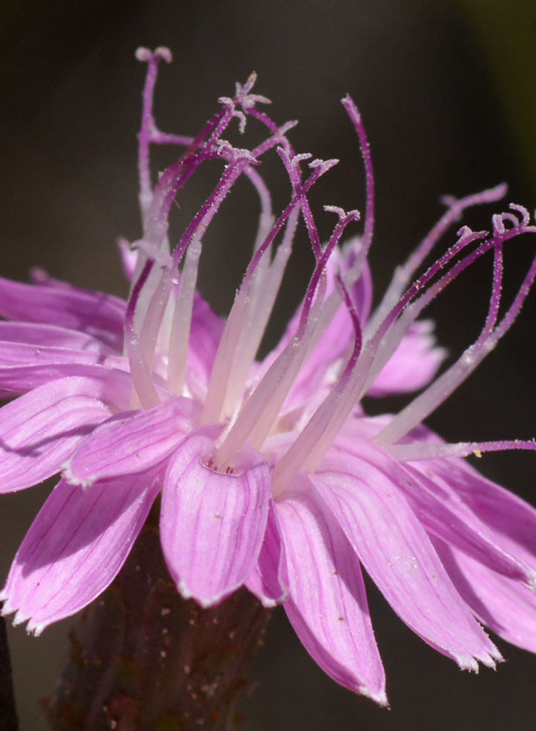 Stephanomeria cichoriacea - Fort Tejon Milk Aster (Plant)