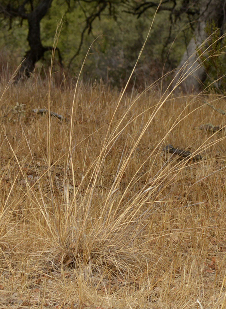 Stipa cernua - Nodding Needlegrass (Plant)