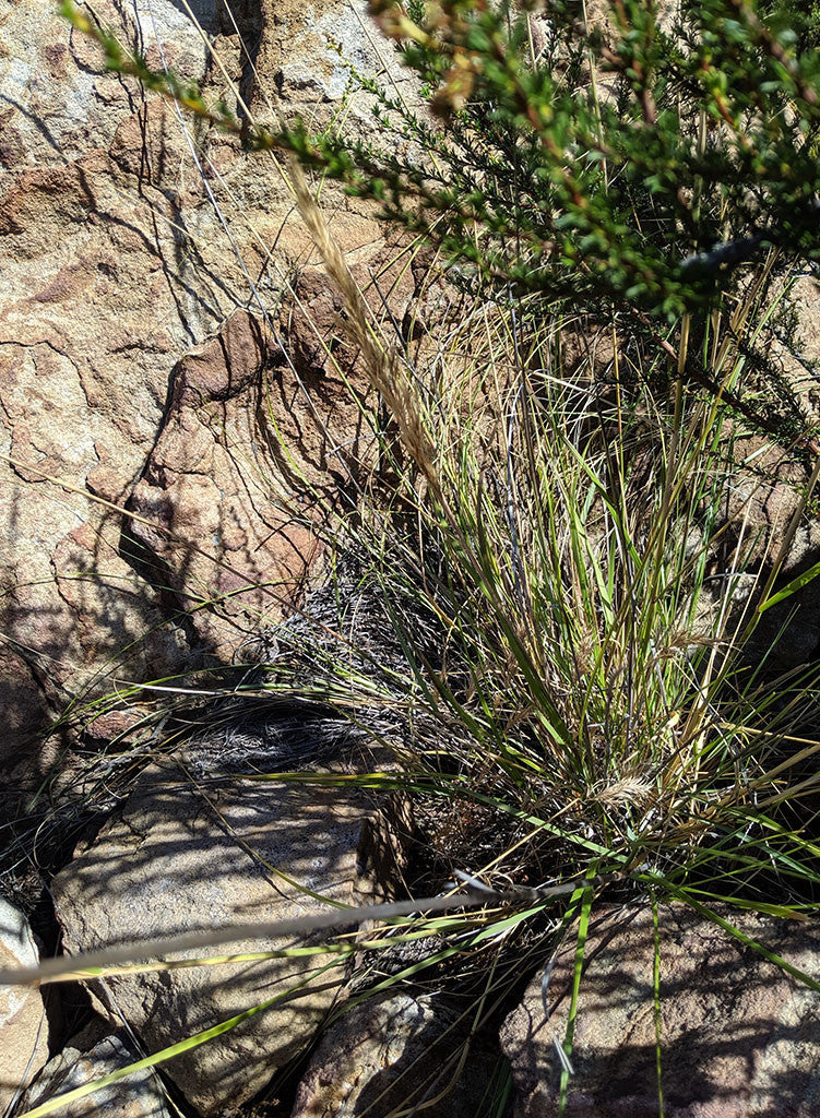 Stipa coronata - Giant Needlegrass, Crested Needlegrass (Plant)