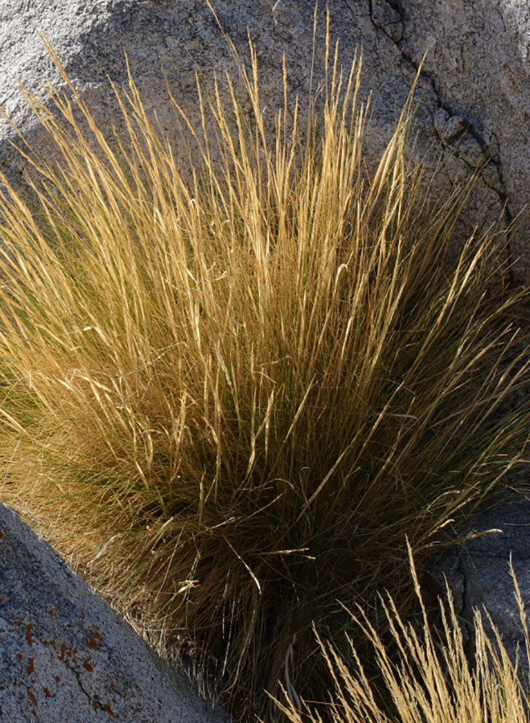 Stipa speciosa - Desert Needle Grass (Plant)