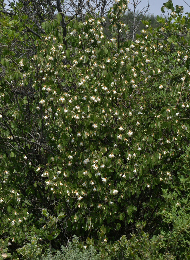 Styrax redivivus - Snowdrop Bush (Plant)